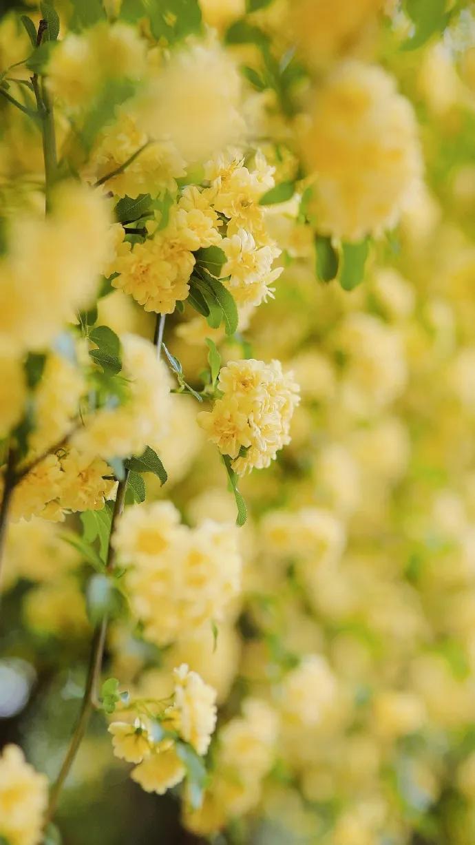 黄色系花朵壁纸,白色郁金香花田壁纸