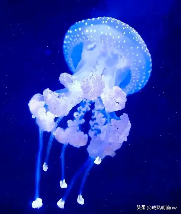 奇怪又美丽的水母,透明漂亮的水母