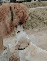 拉布拉多好养吗的缺点和优点,拉布拉多和金毛的优点和缺点