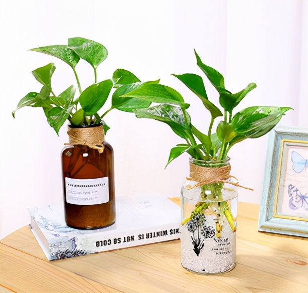 绿萝的养护方法和注意事项,绿萝怎么扦插才能爆满盆