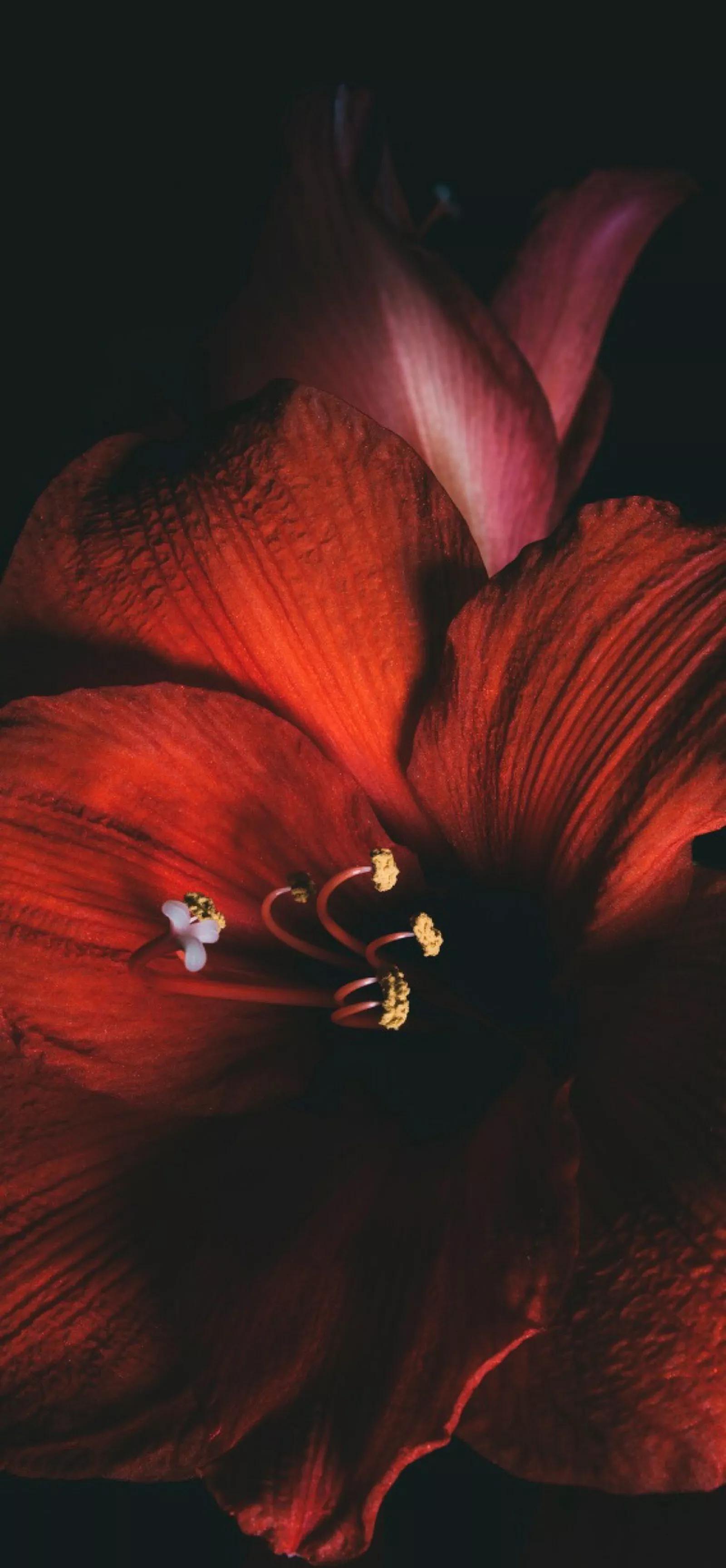 高清壁纸图片全屏干净高级,男士专用黑色美女全屏壁纸