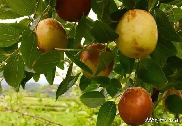 白居易最出名的闲适诗,白居易一首意境绝美的诗