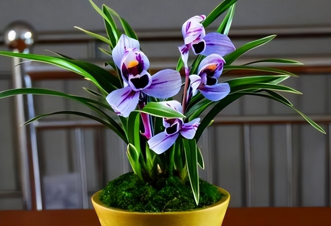 紫色的兰花四季兰,四季开花的紫月兰