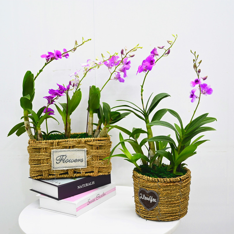 百花齐放春意浓群芳争艳,百花齐放喜迎新春