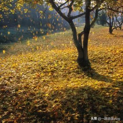 美女去日本美国奋斗20年，花200万买美国200平豪宅，得癌症想回国