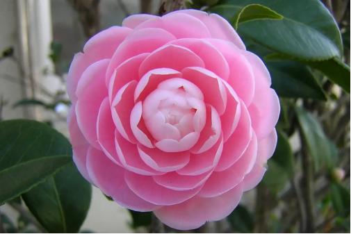 百花种类大全,百花的种类有哪些