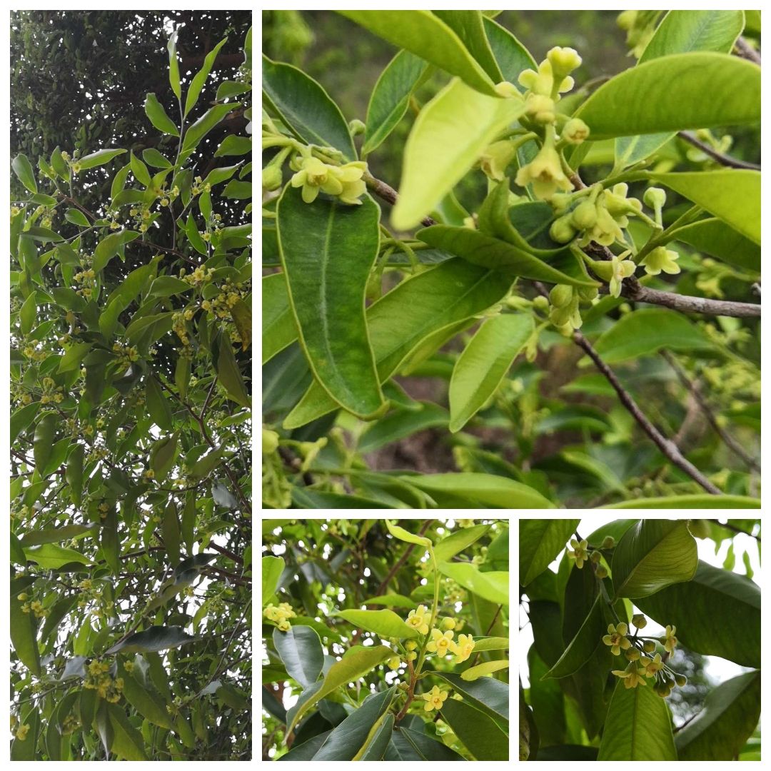 一两沉香万两金国内公认,一两沉香木