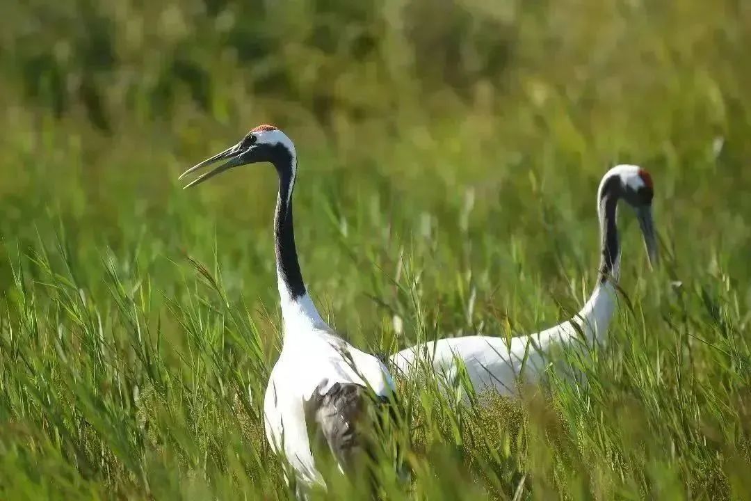 东营秋季旅游攻略,秋天东营旅游攻略必玩的景点