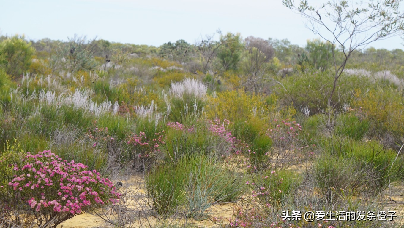 一路向北全程1980公里,西澳自驾游最佳路线图