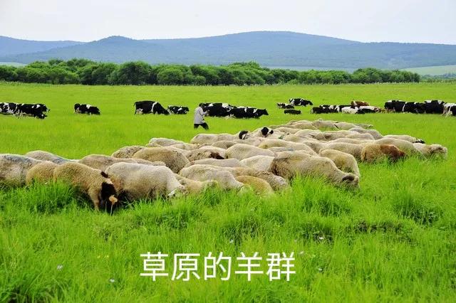 内蒙古希拉穆仁草原自驾游,内蒙古希拉穆仁大草原视频