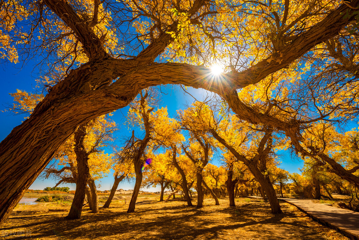 阿拉善旅游攻略必玩的景点地图,内蒙古阿拉善游玩攻略