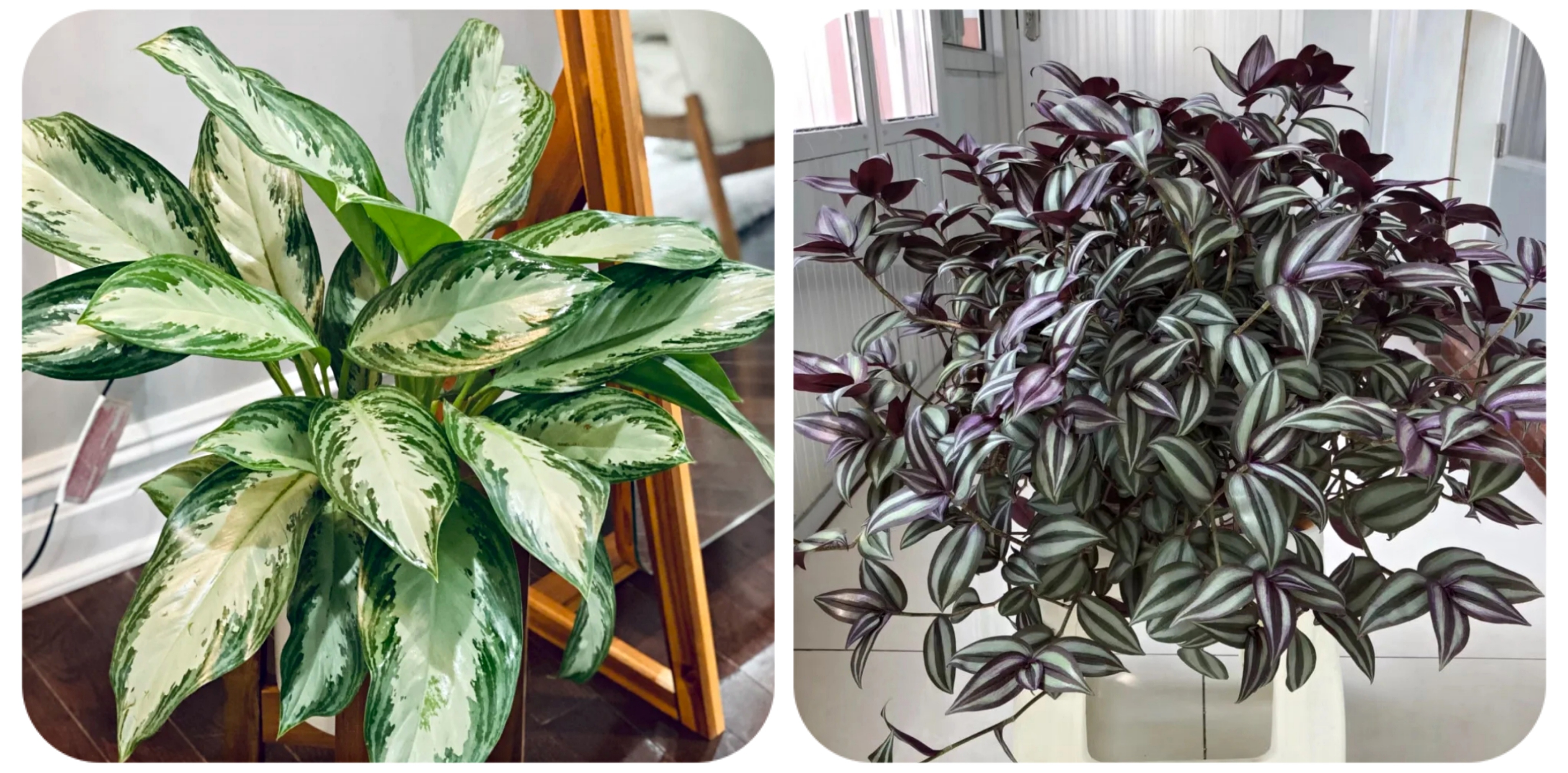 100种花能养在阳台上，50种开花的，40种绿植，10种蔬果