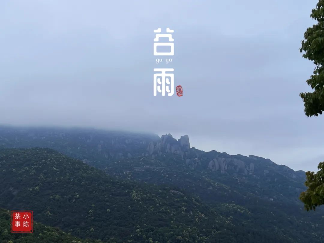 茶掌柜和入门级茶友,茶掌柜知识分享