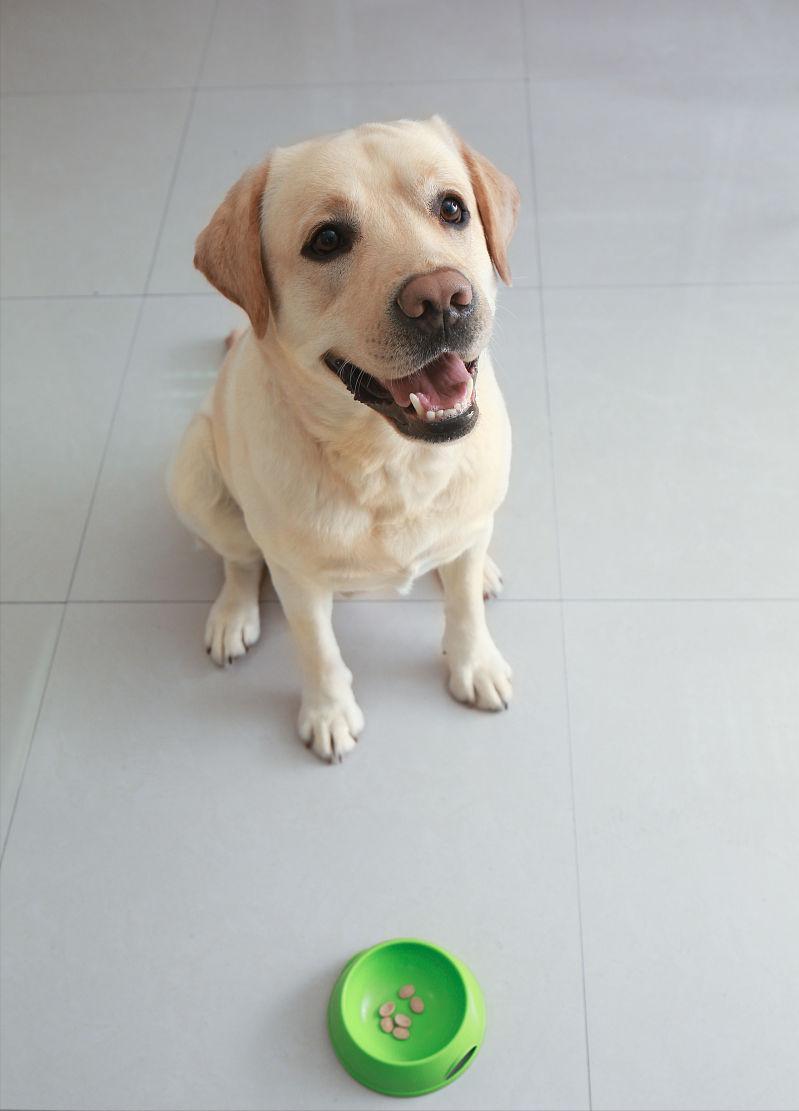 拉布拉多犬挑选方法,如何挑选拉布拉多狗详细讲解