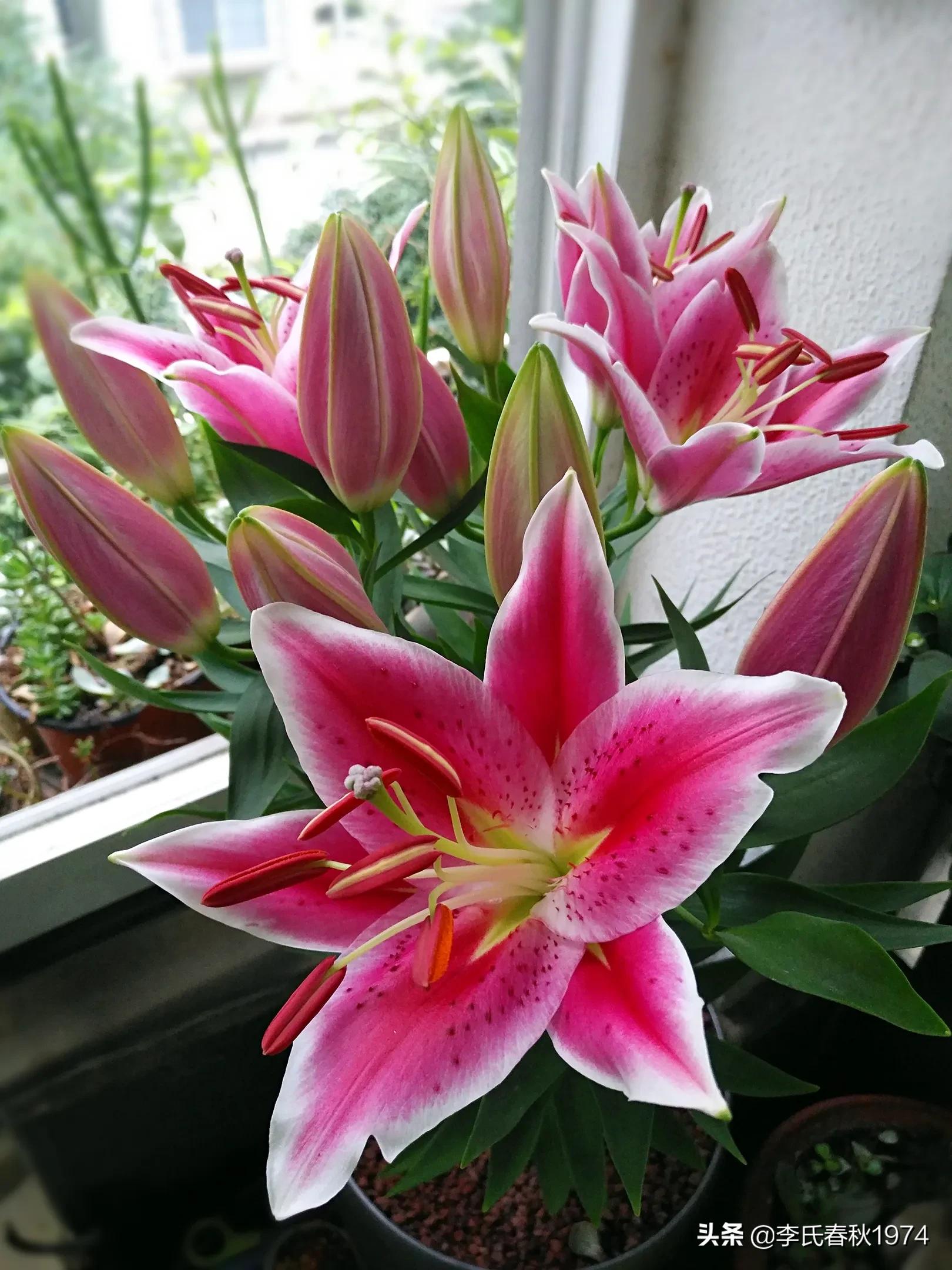 百合可以种在封闭阳台吗,阳台百合