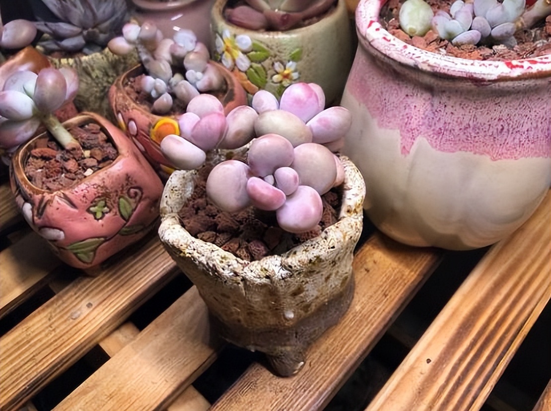 多肉桃蛋怎么养老桩,桃蛋多肉老桩