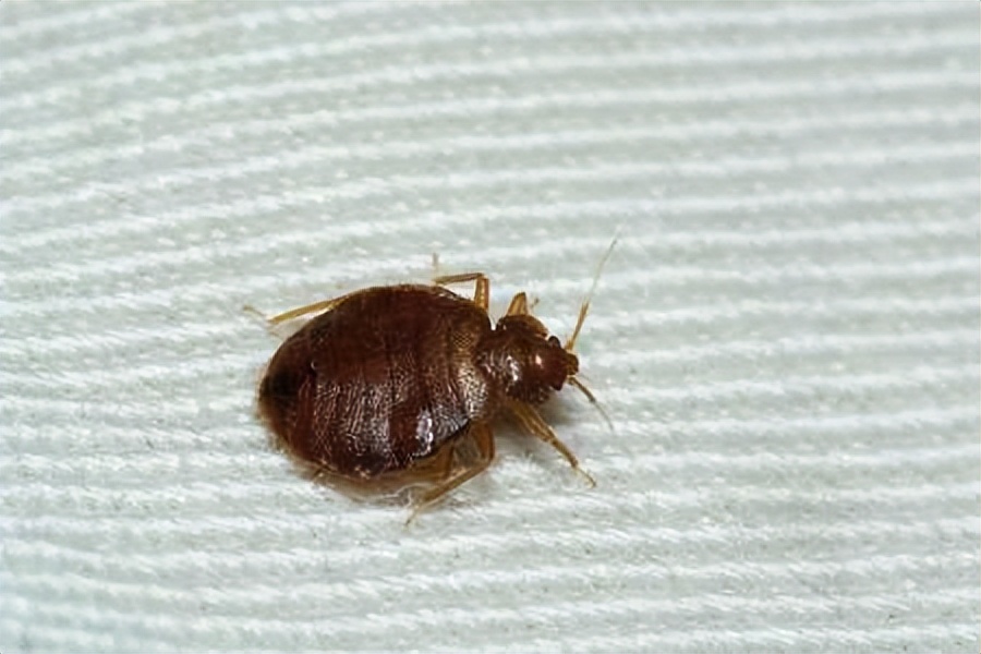 床虱滋生的原因,床虱会引来更多床虱吗