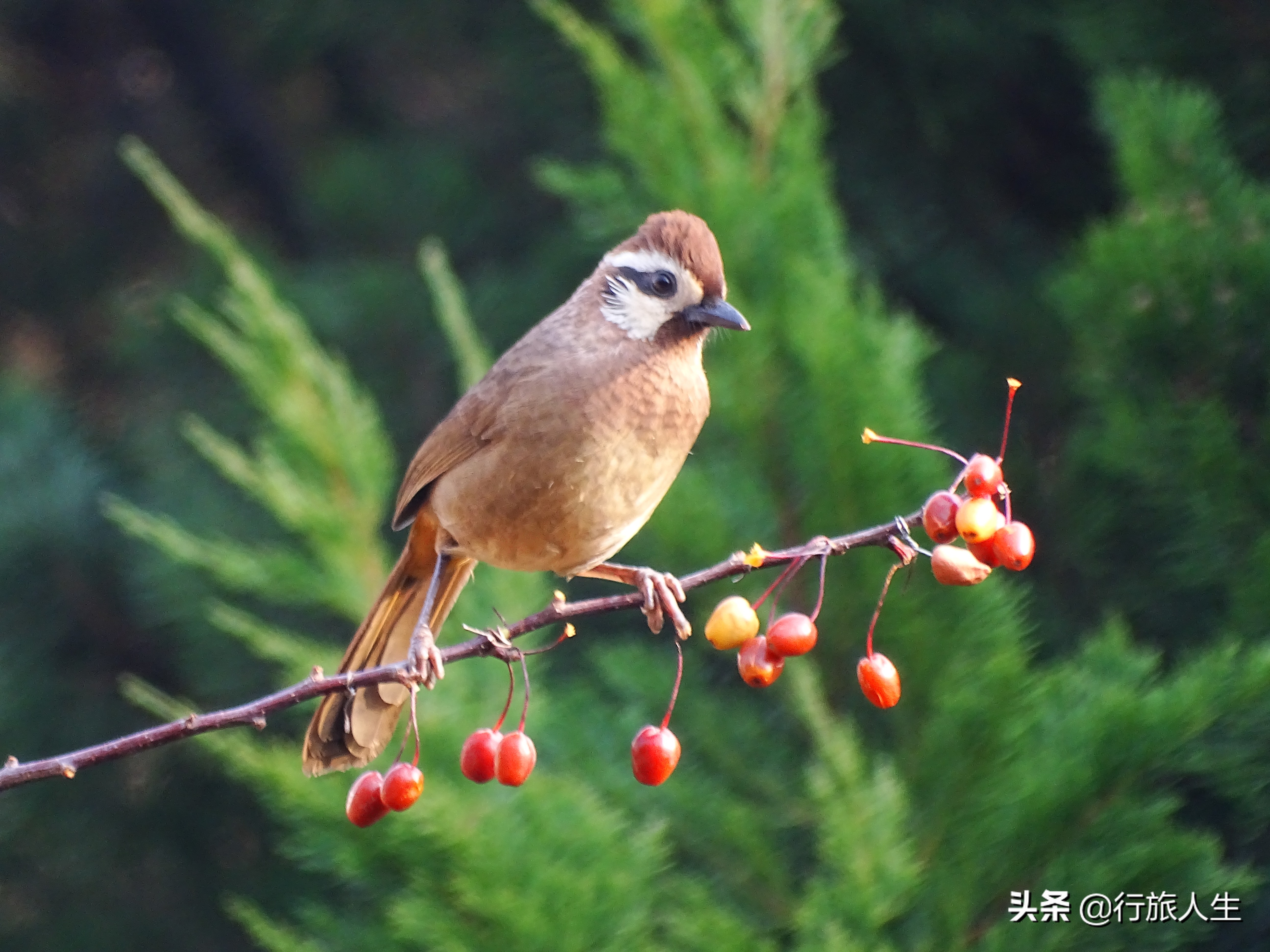 冬日的鸟儿文案,冬日鸟儿在树上图片