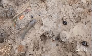 男子开门遇到小鲫鱼，次日发现更多鱼爬上岸，过山鲫为啥离开水？