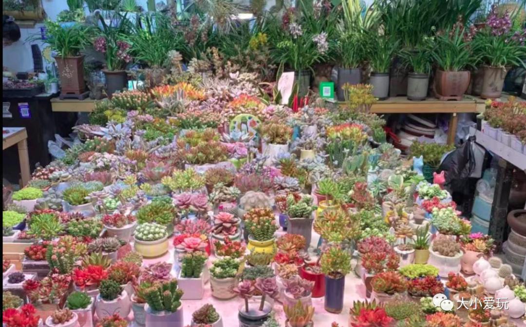 北京最美的花鸟市场,北京值得逛的花鸟市场