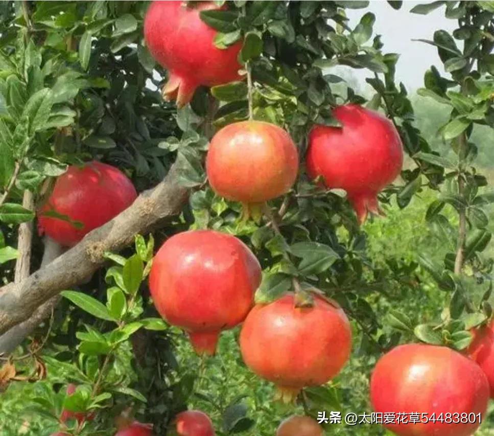 种树风水讲究五棵,院中种哪五种树最好风水