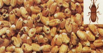 谷象的特征习性,农村谷堆的图片有吗