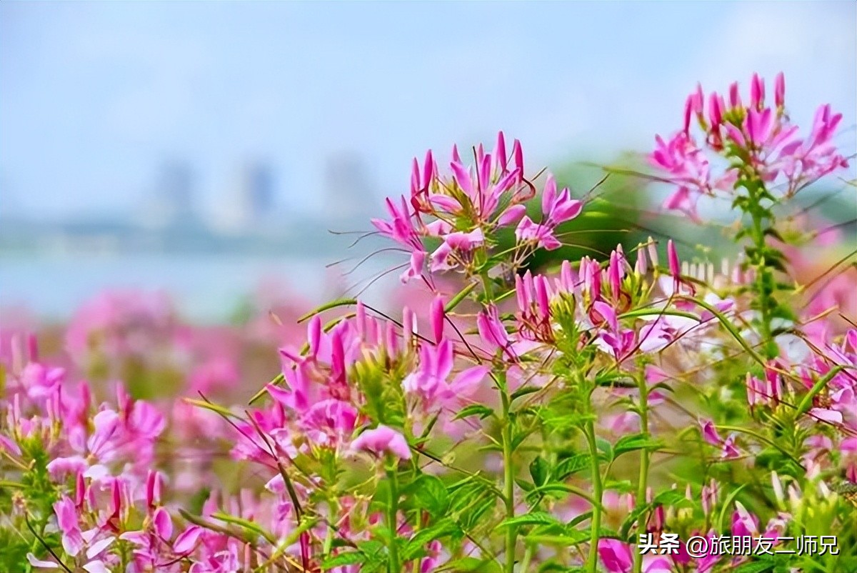 佛山三水白坭附近的旅游景点,佛山三水出发黄姚古镇旅游攻略
