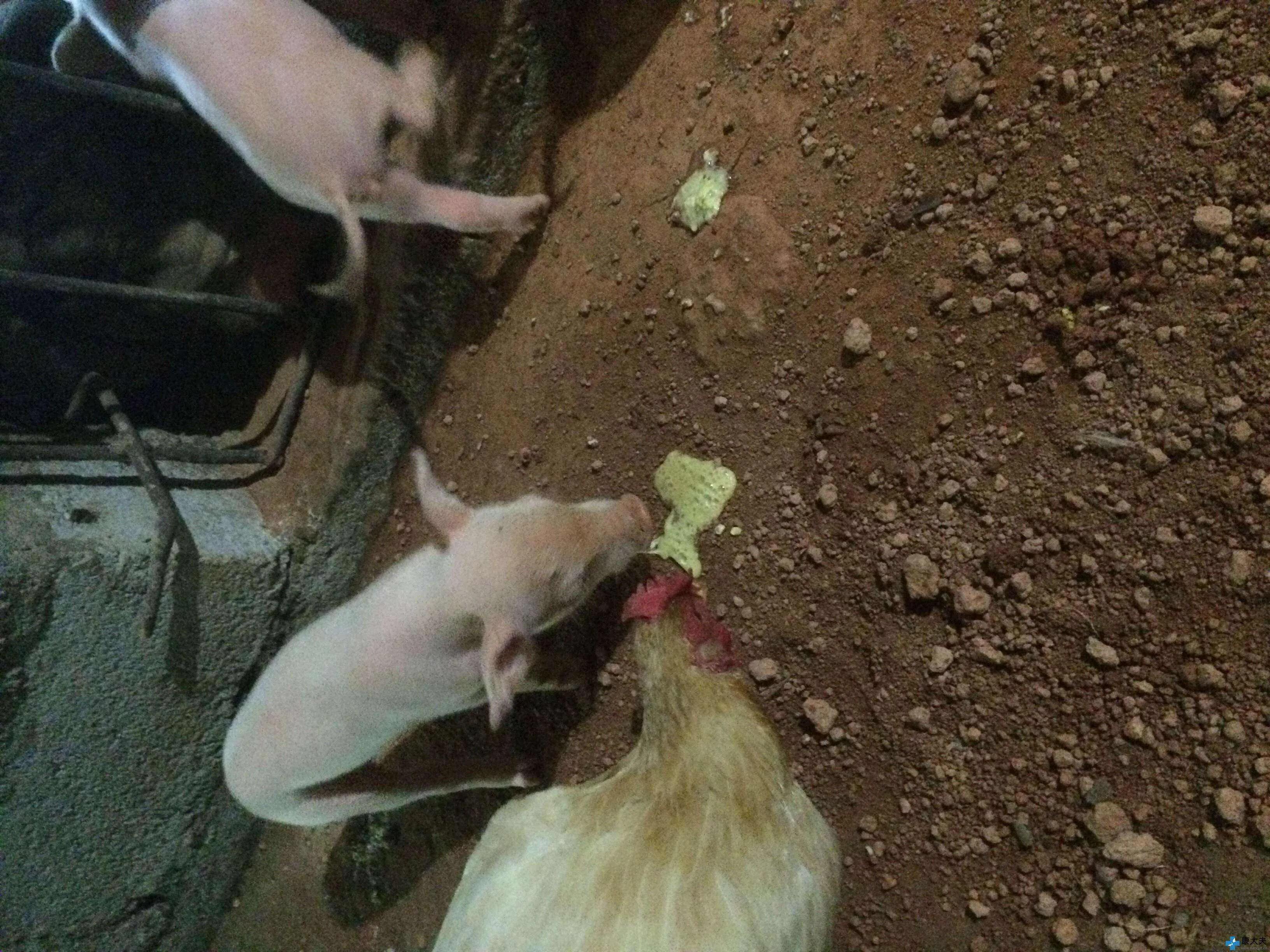 10日龄仔猪腹泻呕吐,仔猪拉稀呕吐死亡是什么原因