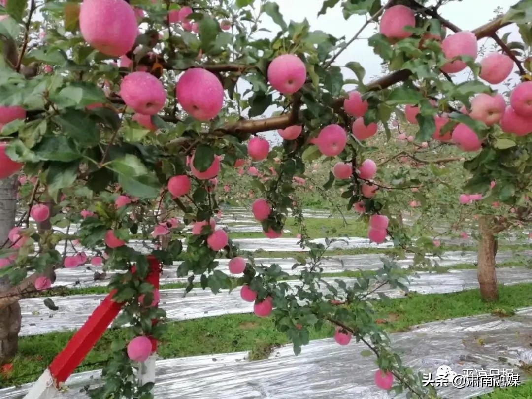 泾川足球赛,平凉崆峒泾川足球赛