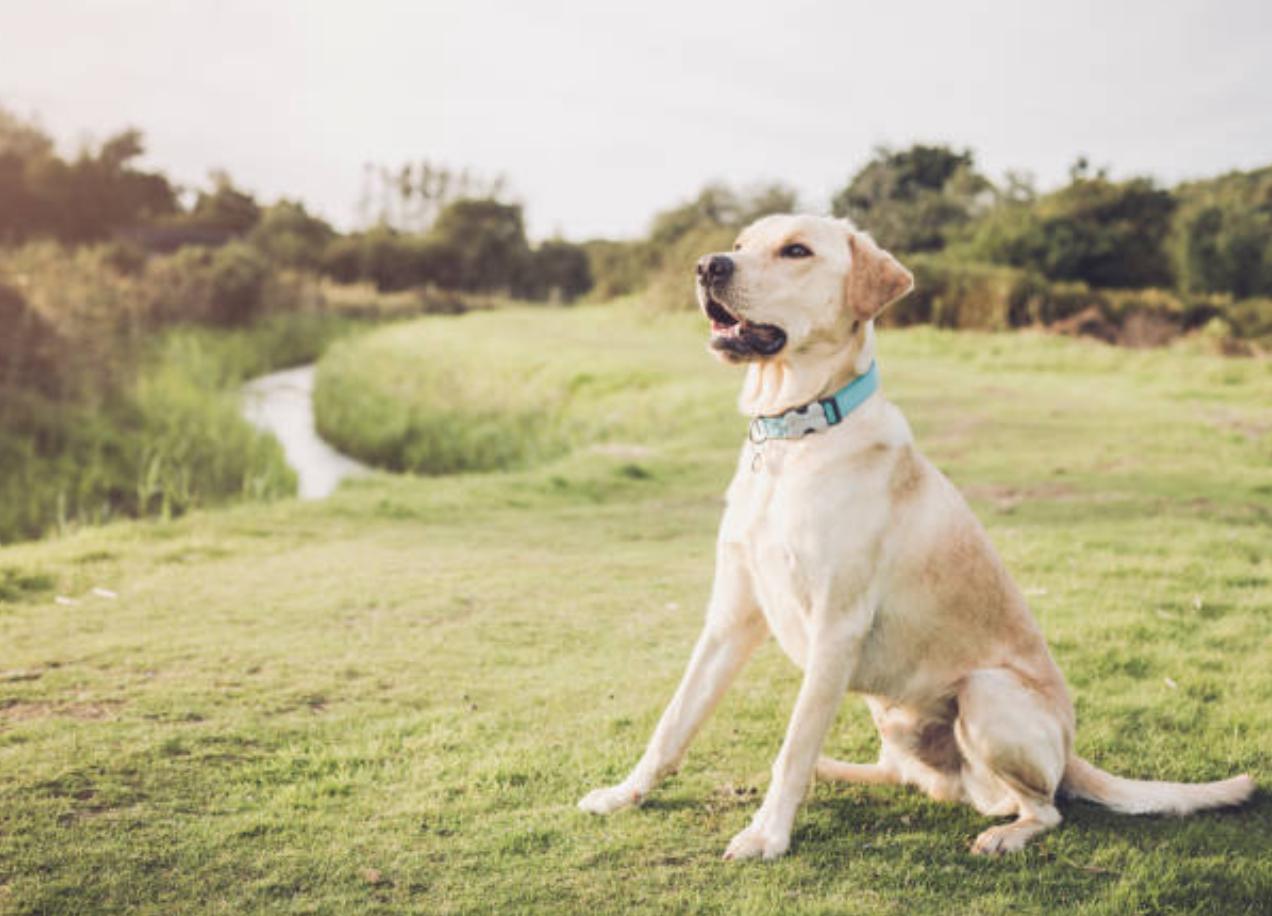 拉布拉多跟金毛对比优点及缺点,拉布拉多犬的优点和缺点300字