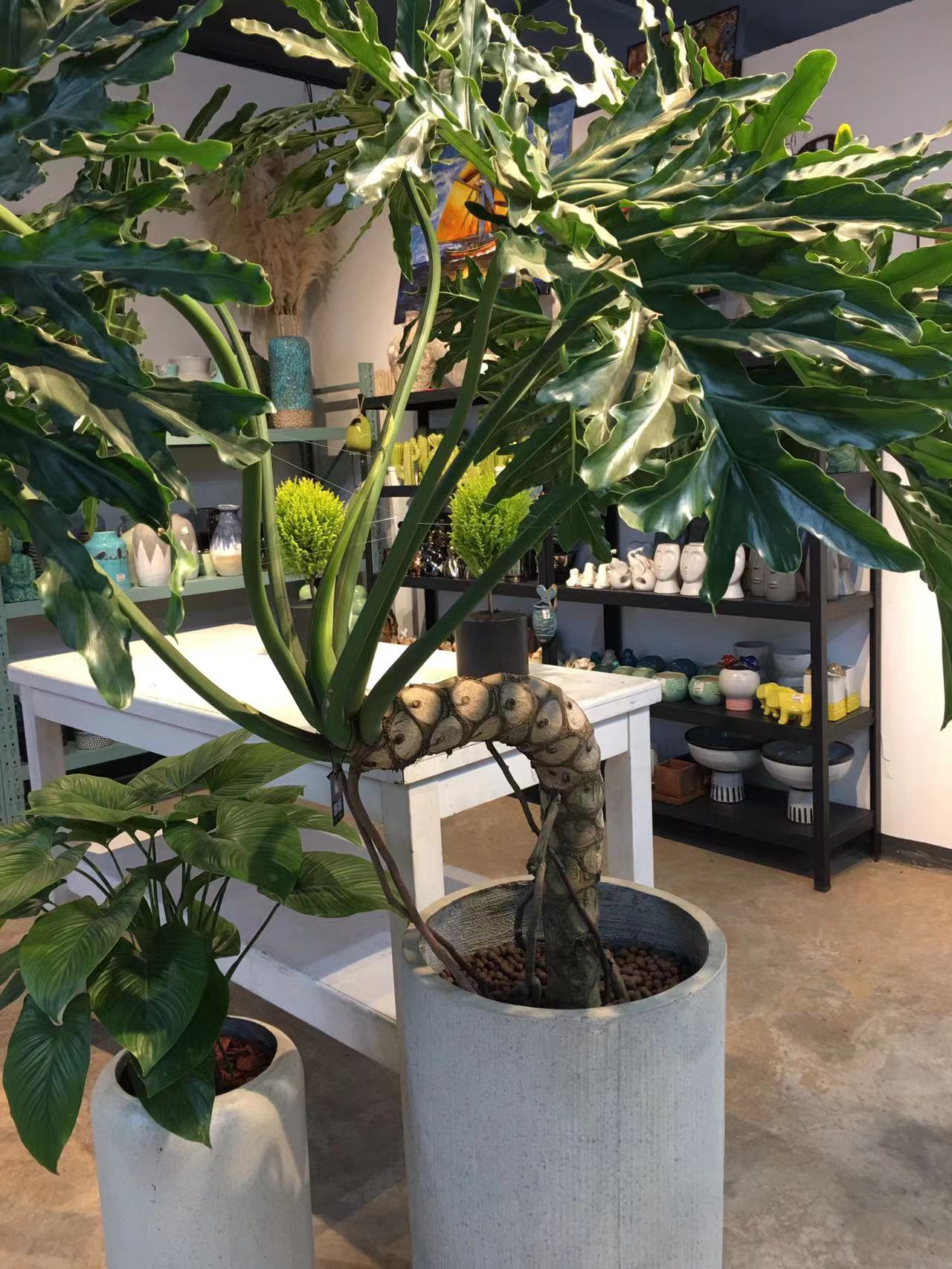 成都春天花卉市场哪里最便宜,成都温江区最便宜的花卉市场