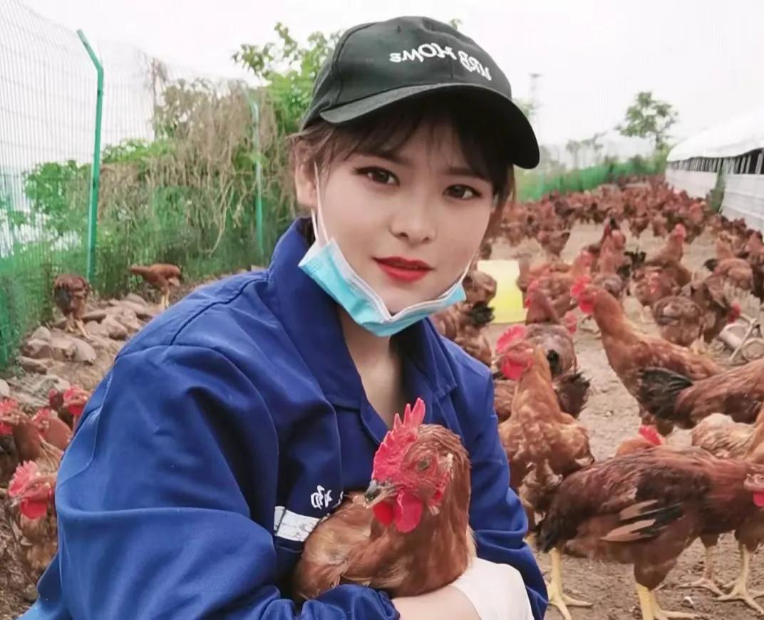 宝鸡凤翔蛋鸡养殖,宝鸡养鸡创业