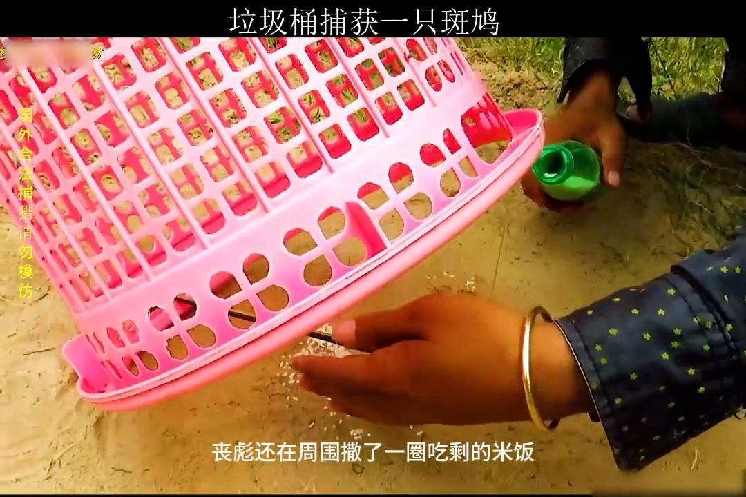 为什么垃圾桶就能捕获到天上飞的斑鸠？