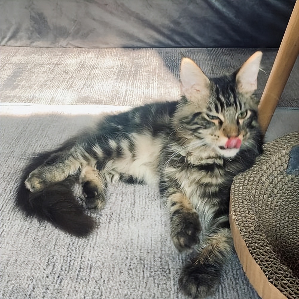 养了很多只猫的缅因猫,养完最后悔的狗