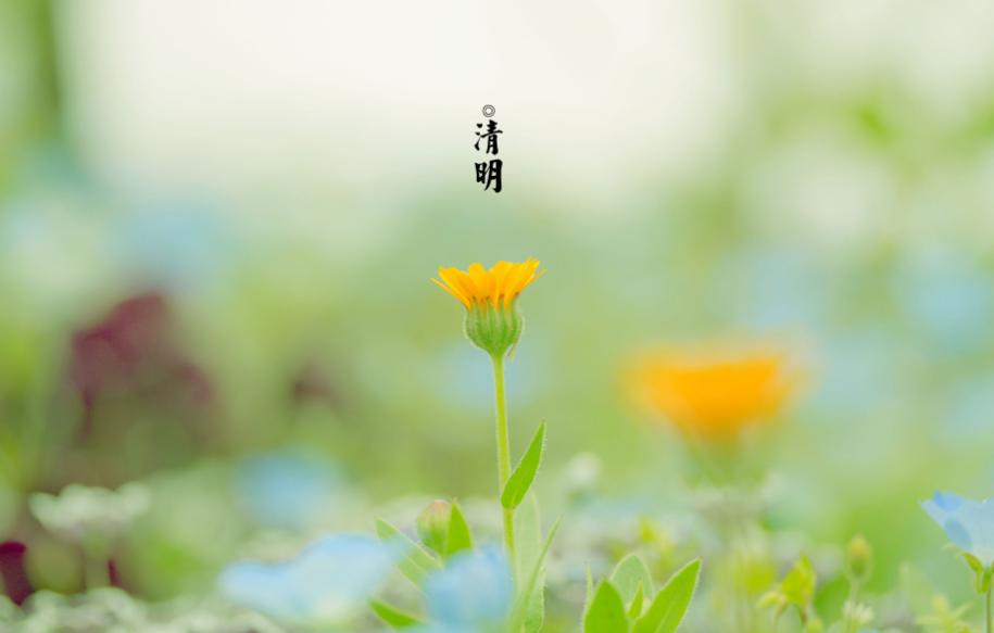 关于清明的古诗句大全,关于清明的三首古诗又简单又好背