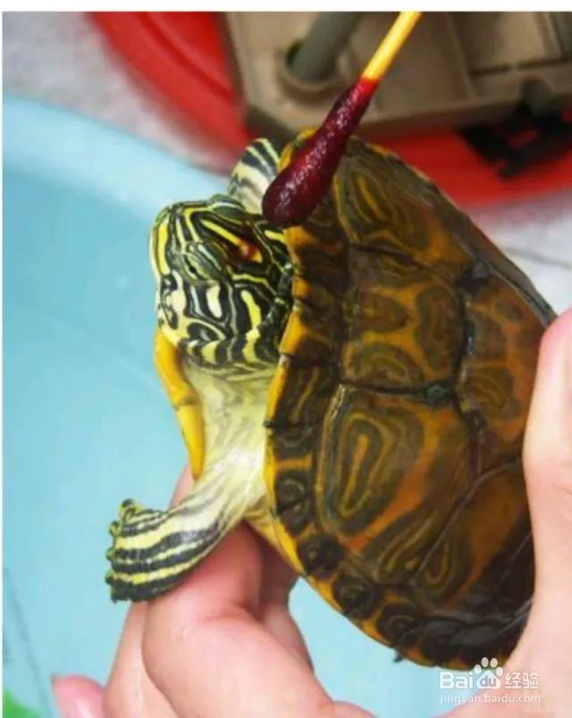 防止乌龟腐皮腐甲的方法,红茶可以治疗乌龟腐皮吗