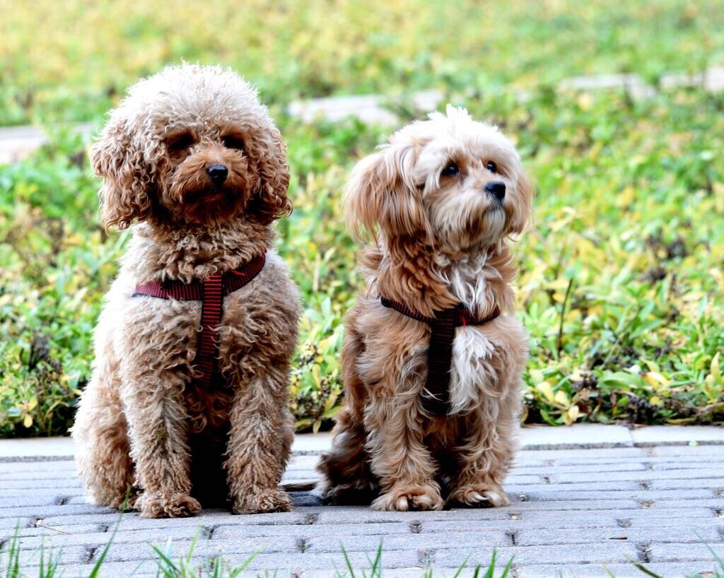 公狗会对母狗发起攻击吗,为什么母狗怀孕了会攻击公狗