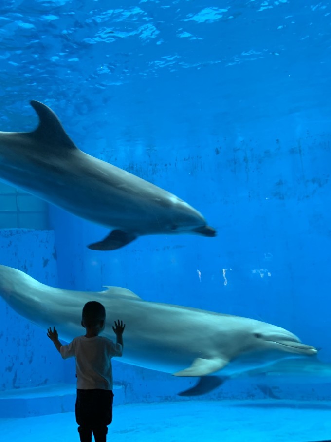 成都极地海昌海洋公园游记,成都海昌海洋公园游攻略