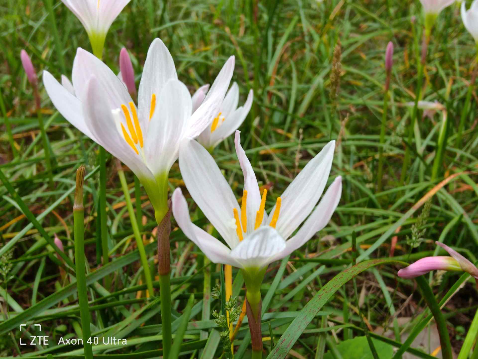 中兴axon40ultra和axon40pro对比,详细介绍一下中兴axon40ultra