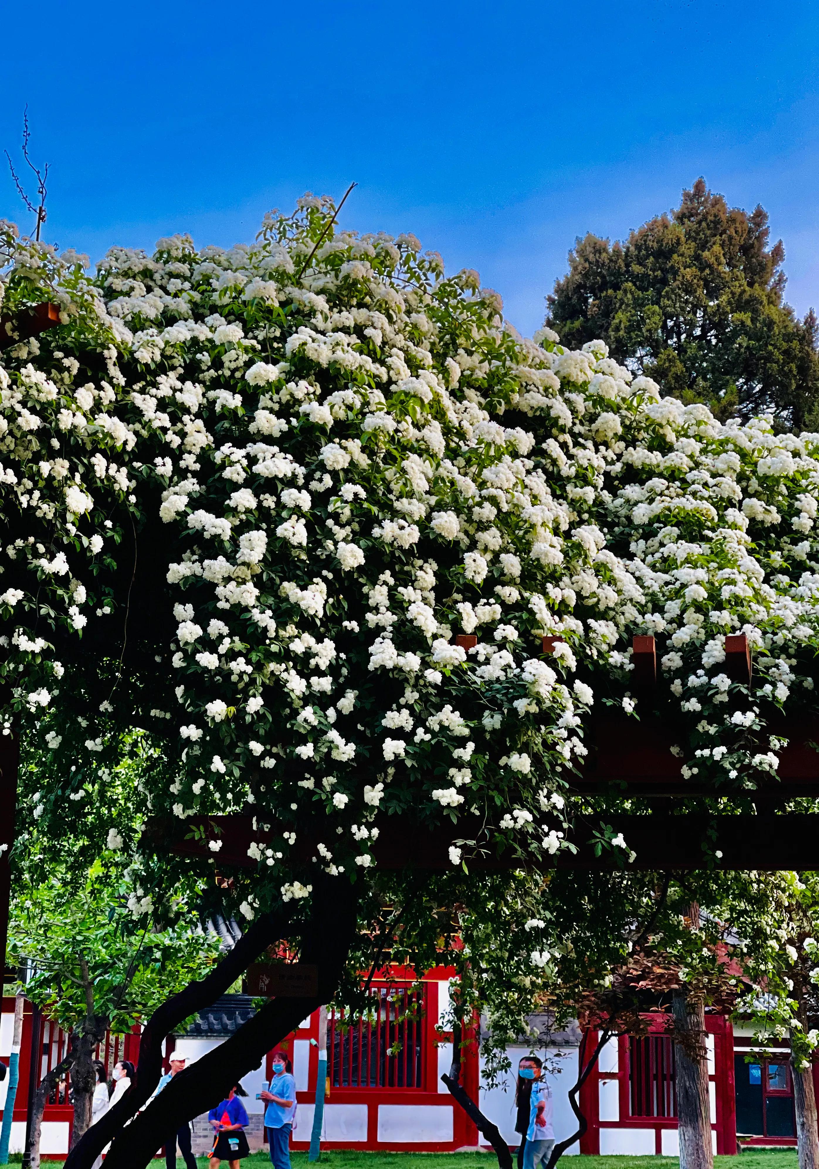 兴庆公园长乐之声合唱团直播现场,兴庆公园大合唱