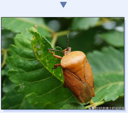 在家里发现小黑颗粒是虫卵吗,墙上有虫卵很小颗粒