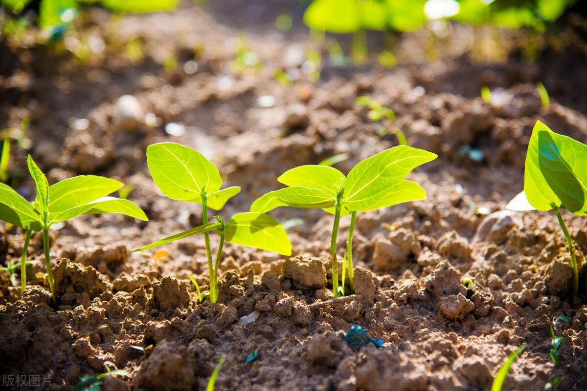 豆角怎么施肥,豆角秧施肥多了怎么办