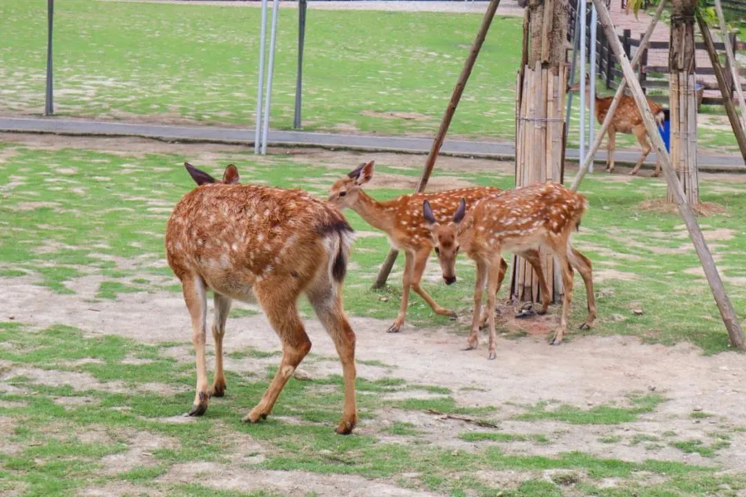 成都市区现实版桃花源记在哪里,成都公交可达的古镇