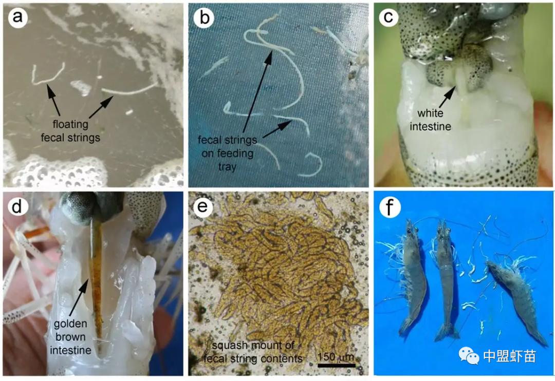 这种虾病，对虾产业产生深远影响！养殖大神揭露该病的今生前世！