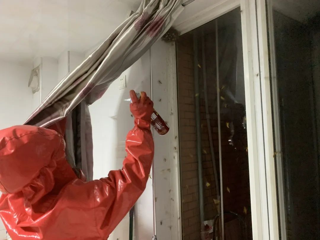 钦州迎来高“蜂”期!蓝朋友2个月摘了181个马蜂窝!