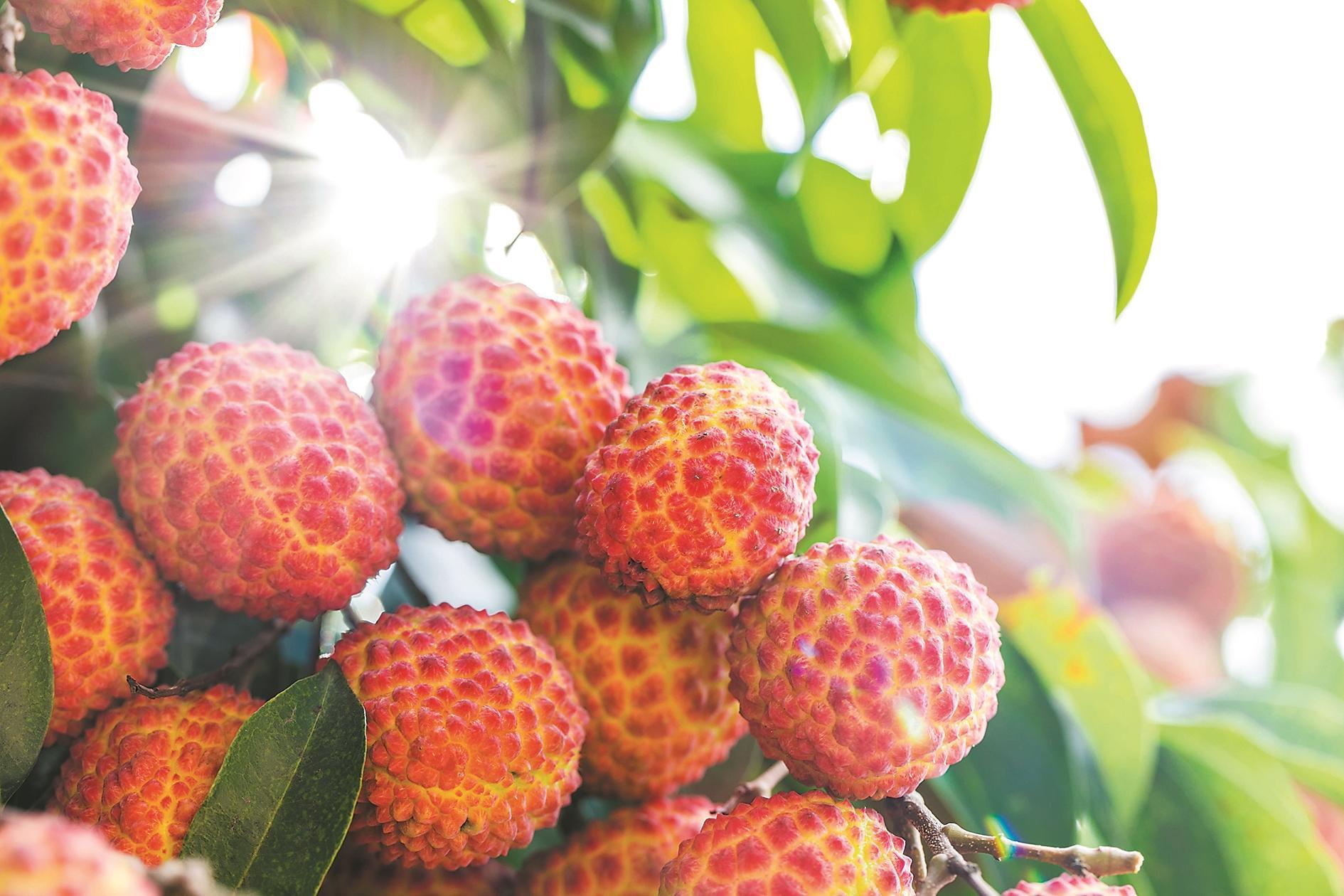 雪大和初瑞雪个人资料,雪大初瑞雪个人资料年龄