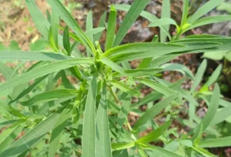 两味中药,祛风邪,除湿毒,专管皮肤瘙痒