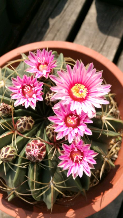 凌波和赤城仙人球多大能开花,赤城仙人球和海王丸仙人球哪个好