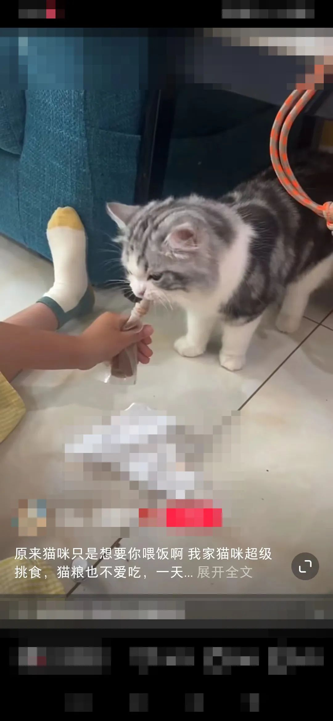 猫咪挑食光吃罐头,猫咪挑食吃罐头怎么办