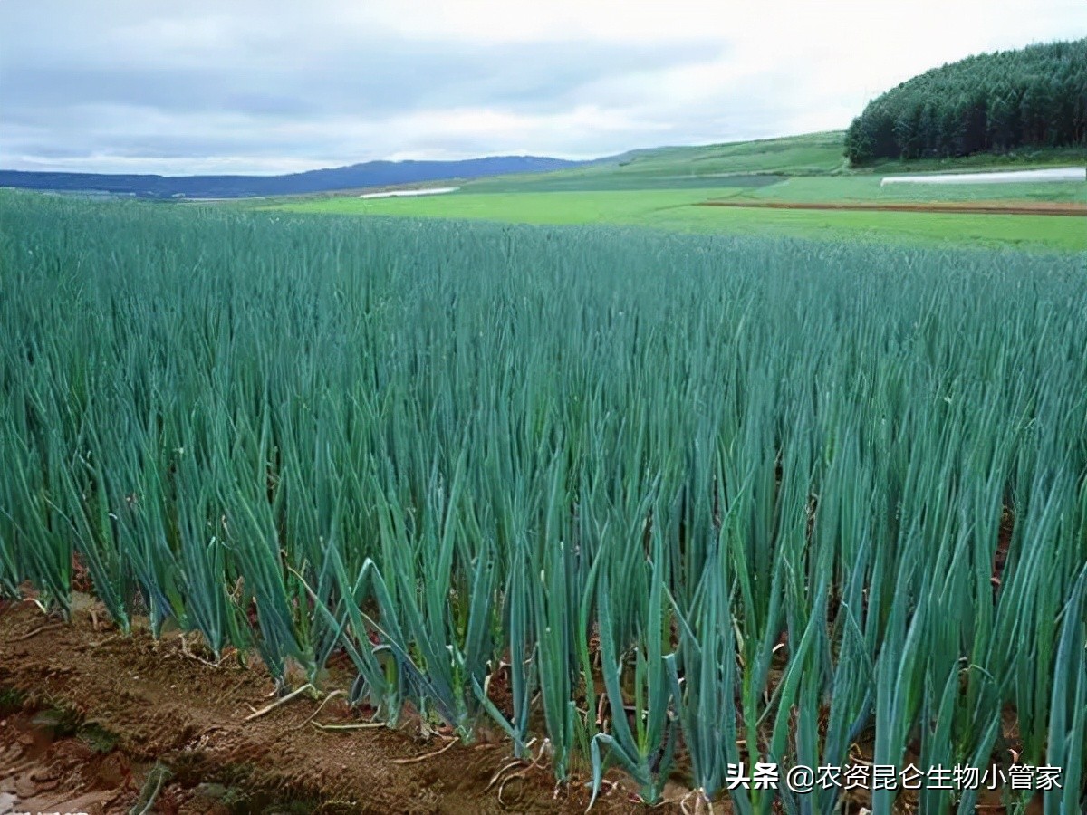 大葱黄矮病怎么治疗,大葱干尖枯萎病用什么最好